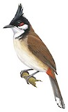 Red-whiskered Bulbul Illustration