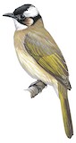 Light-vented Bulbul Illustration