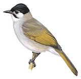 Styan's Bulbul Illustration