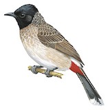 Red-vented Bulbul Illustration