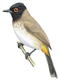 African Red-eyed Bulbul Illustration