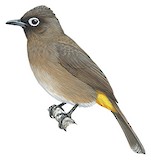 Cape Bulbul Illustration