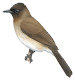 Common Bulbul Illustration