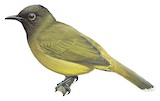 Blue-wattled Bulbul Illustration