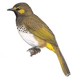 Orange-spotted Bulbul Illustration