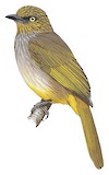 Pale-eyed Bulbul Illustration