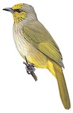 Stripe-throated Bulbul Illustration