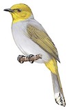 Yellow-throated Bulbul Illustration