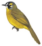 Yellow-eared Bulbul Illustration