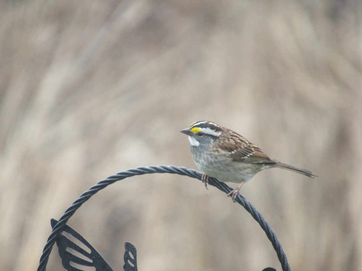 White-throated Sparrow - Marina Bourque