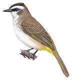 Yellow-vented Bulbul Illustration