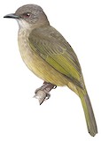 Olive-winged Bulbul Illustration