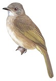 Ashy-fronted Bulbul Illustration