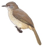 Ayeyarwady Bulbul Illustration