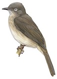 Cream-vented Bulbul Illustration