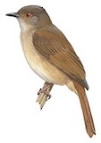 Spectacled Bulbul Illustration