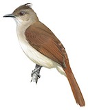 Puff-backed Bulbul Illustration