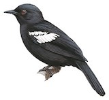 Black-and-white Bulbul Illustration