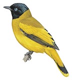 Black-headed Bulbul Illustration