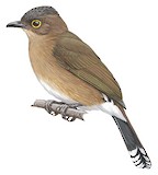 Yellow-wattled Bulbul Illustration