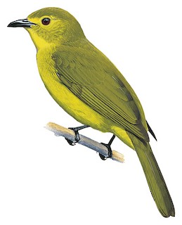 Acritillas indica guglielmi