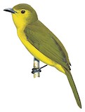 Yellow-browed Bulbul Illustration