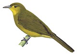 Sangihe Golden Bulbul Illustration