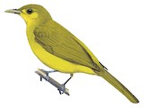 Obi Golden Bulbul Illustration