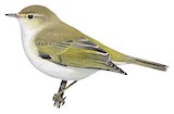 Western Bonelli's Warbler Illustration