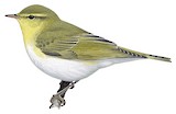 Wood Warbler Illustration