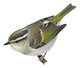 Chinese Leaf Warbler Illustration