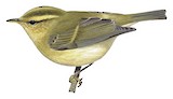 Brooks's Leaf Warbler Illustration