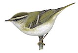 Yellow-browed Warbler Illustration