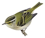 Gansu Leaf Warbler Illustration