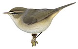 Dusky Warbler Illustration