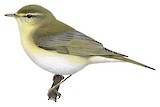 Willow Warbler Illustration