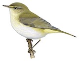 Iberian Chiffchaff Illustration