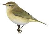 Canary Islands Chiffchaff Illustration