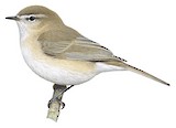 Mountain Chiffchaff Illustration