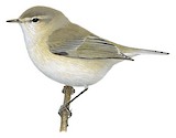 Plain Leaf Warbler Illustration