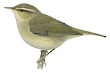 Tytler's Leaf Warbler Illustration