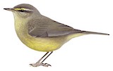 Sulphur-bellied Warbler Illustration