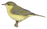 Tickell's Leaf Warbler Illustration