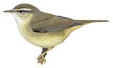 Yellow-streaked Warbler Illustration