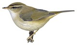 Radde's Warbler Illustration