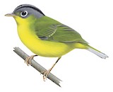 White-spectacled Warbler Illustration