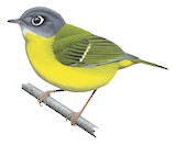 Grey-cheeked Warbler Illustration