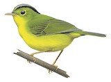 Green-crowned Warbler Illustration