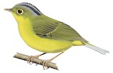 Bianchi's Warbler Illustration