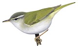 Ijima's Leaf Warbler Illustration